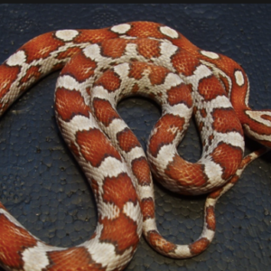 Crimson Corn Snake for Sale