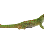 Crimson Giant Day Gecko For Sale