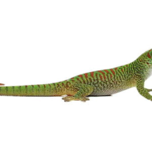 Crimson Giant Day Gecko For Sale