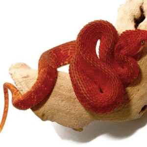 Crimson Red Squamigera Bush Viper For Sale