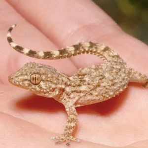 Crocodile Gecko For Sale