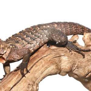 Cuban Rock Iguana For Sale (Hybrid)
