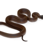 D’alberts Python for Sale