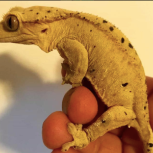 Dalmatian Crested Gecko For Sale