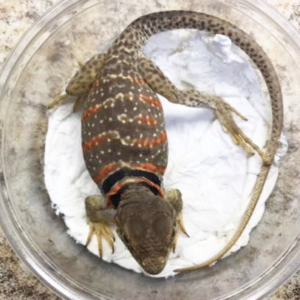 Desert Collared Lizard for Sale