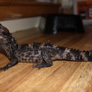 Dwarf Caiman for Sale