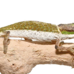 Dwarf Nose Horned Chameleon for Sale