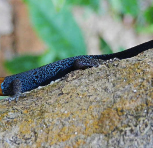 Dwarf Yellow Head Gecko for Sale