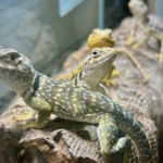 Eastern Collared Lizard for Sale