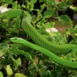 Baby Eastern Green Mamba For Sale