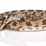 Egyptian Egg Eating Snake For Sale