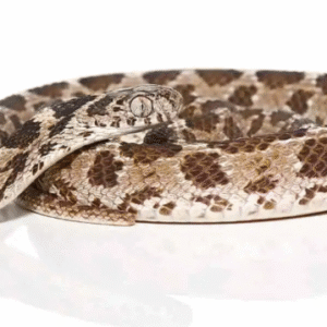 Egyptian Egg Eating Snake For Sale