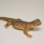 Egyptian Uromastyx for Sale