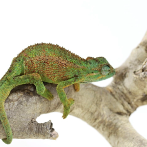 Elliot’s Chameleon for Sale