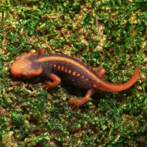 Emperor Newt for Sale