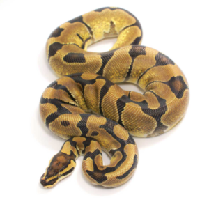 Enchi Ball Python for Sale