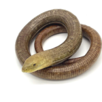 European Legless Lizard for Sale