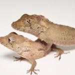 False Chameleon Anole For Sale