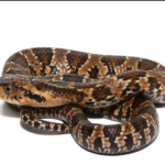 False Water Cobra for Sale