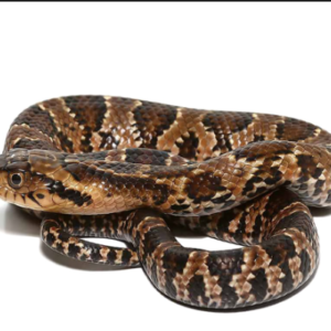 False Water Cobra for Sale