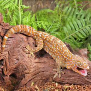 Albino Tokay Gecko For Sale