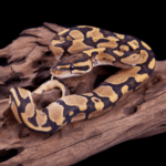 Fire Ball Python for Sale