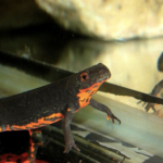 Fire Bellied Newt for Sale