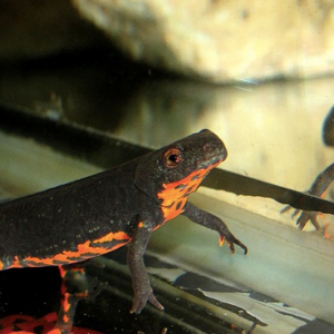 Fire Bellied Newt for Sale