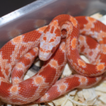 Fire Corn Snake for Sale