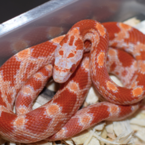 Fire Corn Snake for Sale
