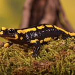 Fire Salamander for Sale
