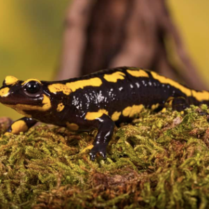 Fire Salamander for Sale