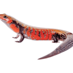 Fire Skink for Sale