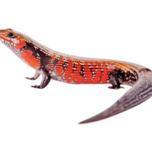 Fire Skink for Sale