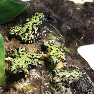 Firebelly Toad for Sale