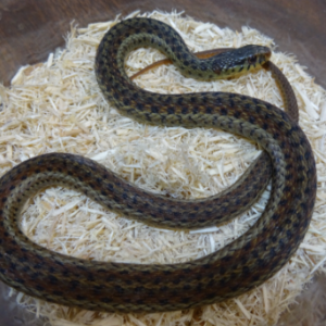 Florida Blue Garter Snake for Sale