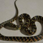 Florida Kingsnake for Sale