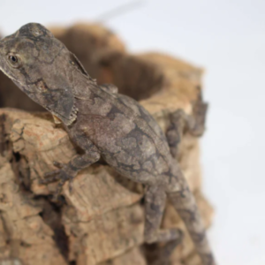 Frilled Dragon for Sale