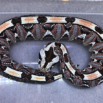 Gabino Viper For Sale