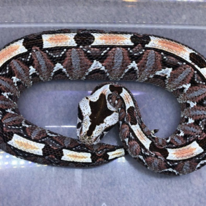 Gabino Viper For Sale