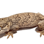 Reticulated Gargoyle Gecko For Sale