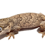 Gargoyle Gecko for Sale