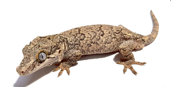 Gargoyle Gecko for Sale