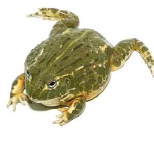 Giant Pixie Frog for Sale