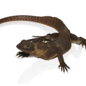 Giant Sailfin Dragon For Sale
