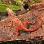 Gold Dust Cherry Anole For Sale