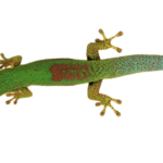 Gold Dust Day Gecko for Sale