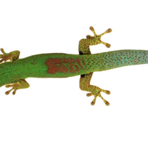 Gold Dust Day Gecko for Sale