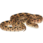 Gopher Snake for Sale