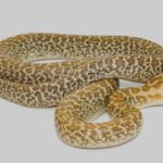 Granite Burmese Python for Sale